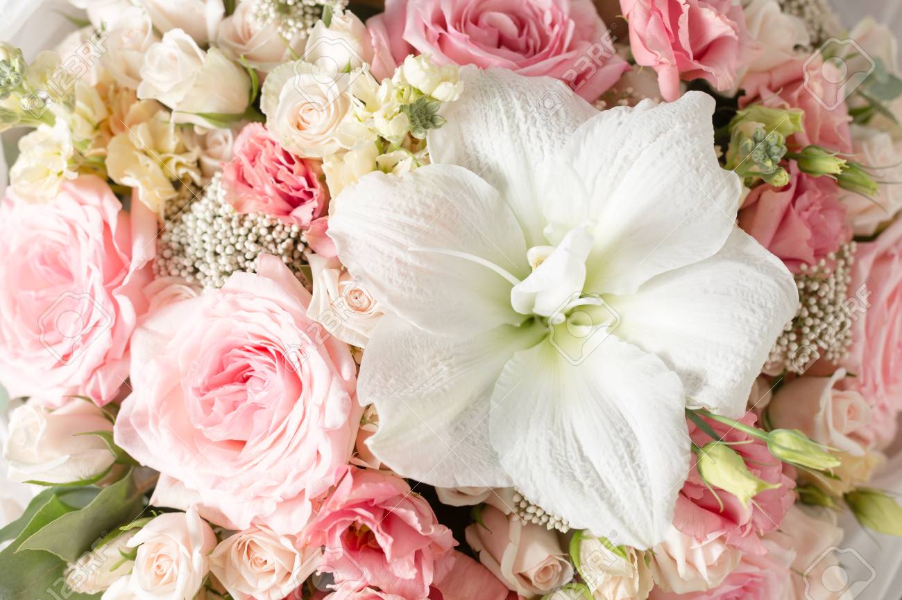 Couleur Rose Poudre Branche De Fleurs A Augmente Bourgeons Close Up Banque D Images Et Photos Libres De Droits Image