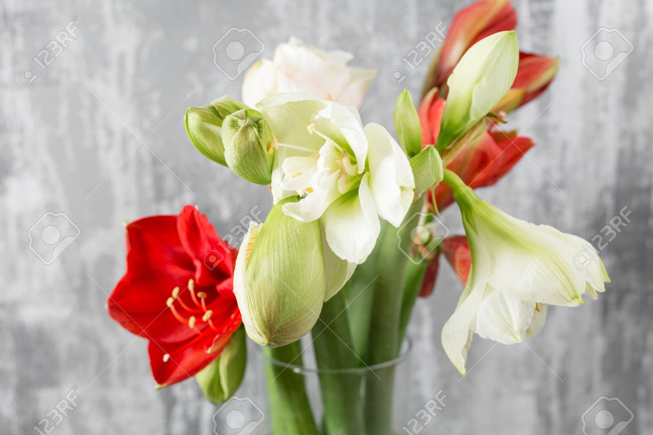 Winter flowers. Amaryllis in a vase watering can standing on a wooden table. On the background old gray wall art. - 90925124 Winter flowers. Amaryllis in a vase watering can standing on a wooden table. On the background old gray wall art. - 90925124