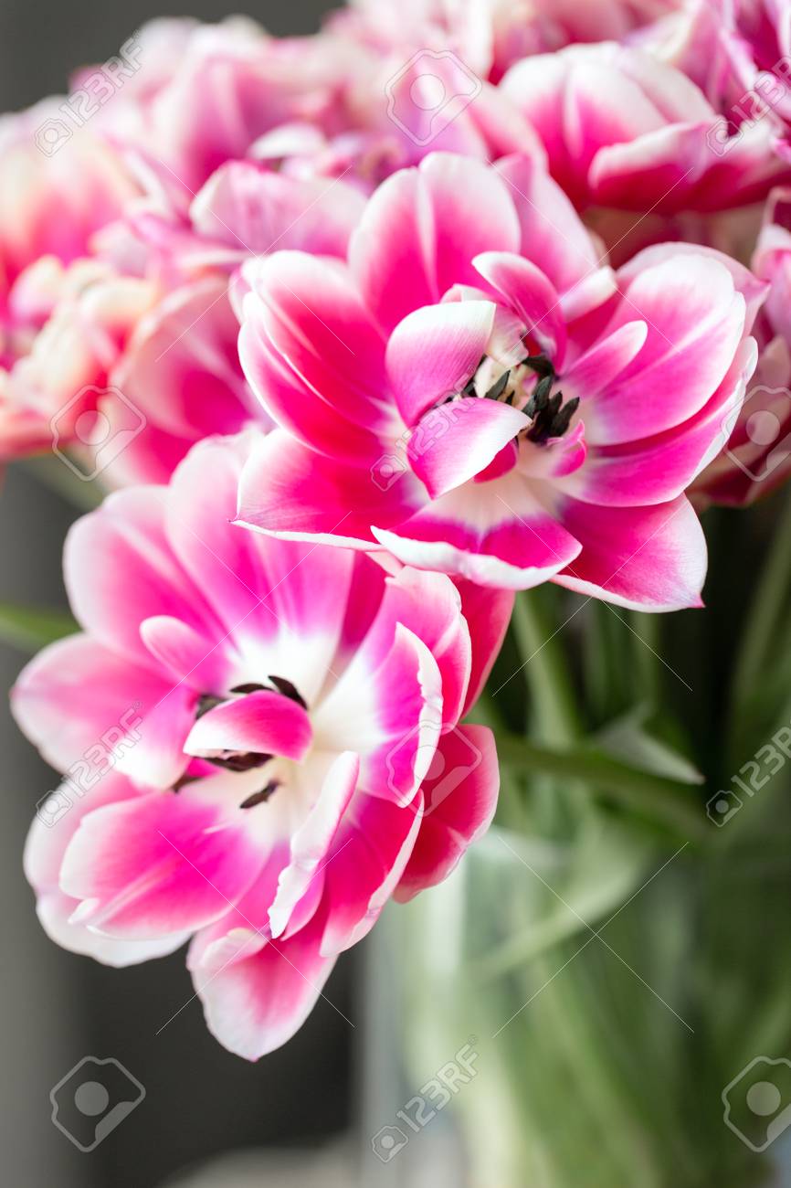 ピンクと白のチューリップが開きました 多色のチューリップの大きな芽 花の自然な背景 バイカラーのチューリップは絵を埋め尽くした 他の花とは異なり 珍しい 花 浅いフォーカス の写真素材 画像素材 Image