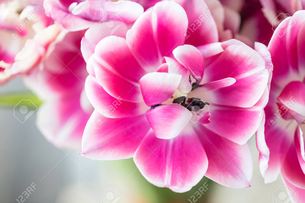 ピンクと白のチューリップが開きました 多色のチューリップの大きな芽 花の自然な背景 バイカラーのチューリップは絵を埋め尽くした 他の花とは異なり 珍しい 花 浅いフォーカス の写真素材 画像素材 Image ピンクと白のチューリップが開きました 多色のチューリップの大きな芽 花の自然な背景 バイカラーのチューリップは絵を埋め尽くした 他の花とは異なり 珍しい 花 浅いフォーカス の写真素材 画像素材 Image