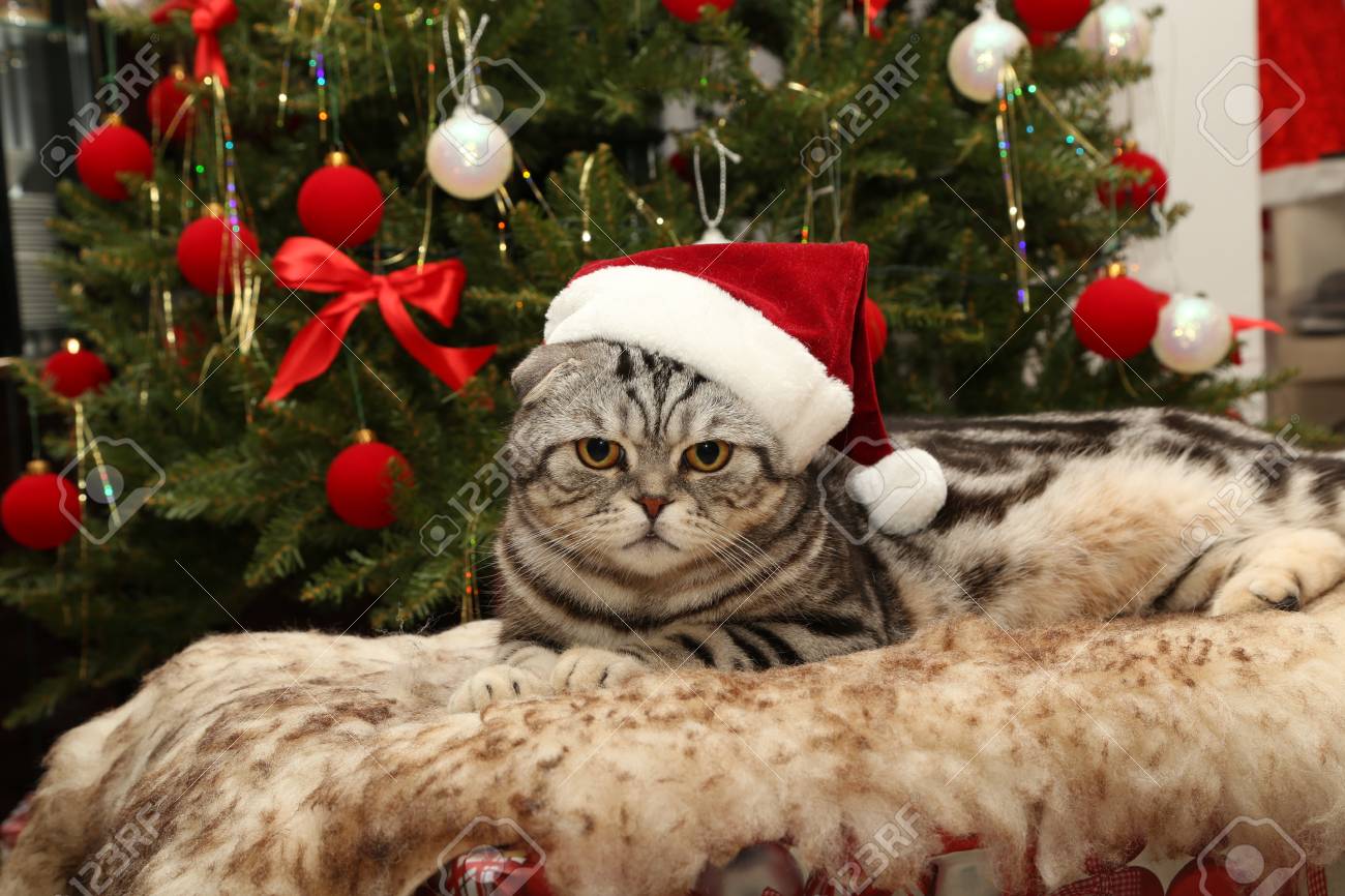 Déguisement Chien Noel Noël Cat Chapeau De Père - Image Gratuite Sur  Déguisement Chat Noel, image size:1300x866