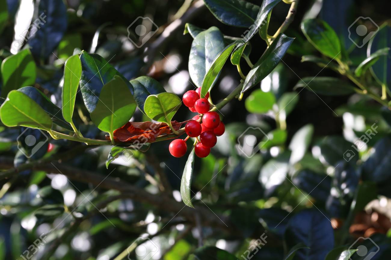 Straucher Im Garten Leuchtend Rote Beeren Lizenzfreie Fotos Bilder Und Stock Fotografie Image 92569092