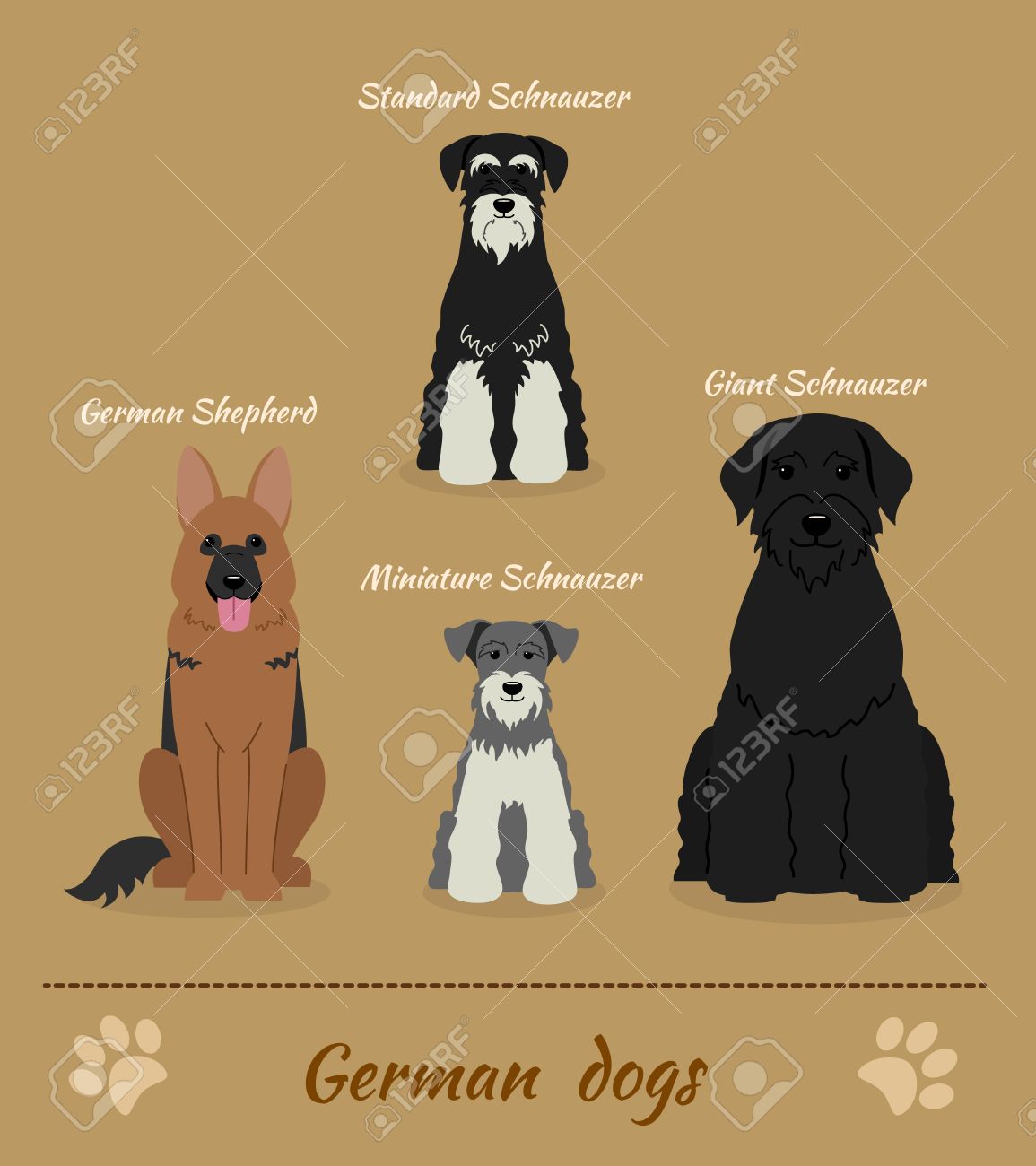 Ensemble De Chiens Allemands Vector Illustration De Quatre Différentes Races De Chiens Berger Allemand Schnauzer Miniature Norme Schnauzer