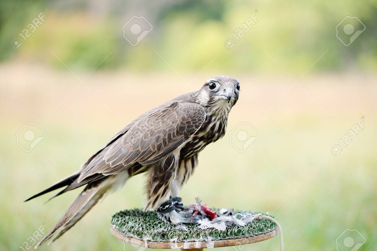 Peregrine Falcon Eating A Pigeon Young Handsome Hawk In Nature