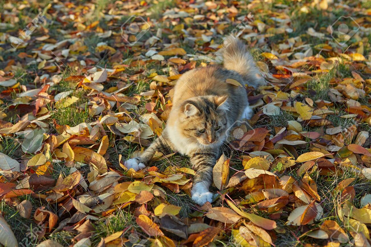 Cat In Autumn Sunny Day Against The Background Of Fallen Leaves Stock Photo Picture And Royalty Free Image Image