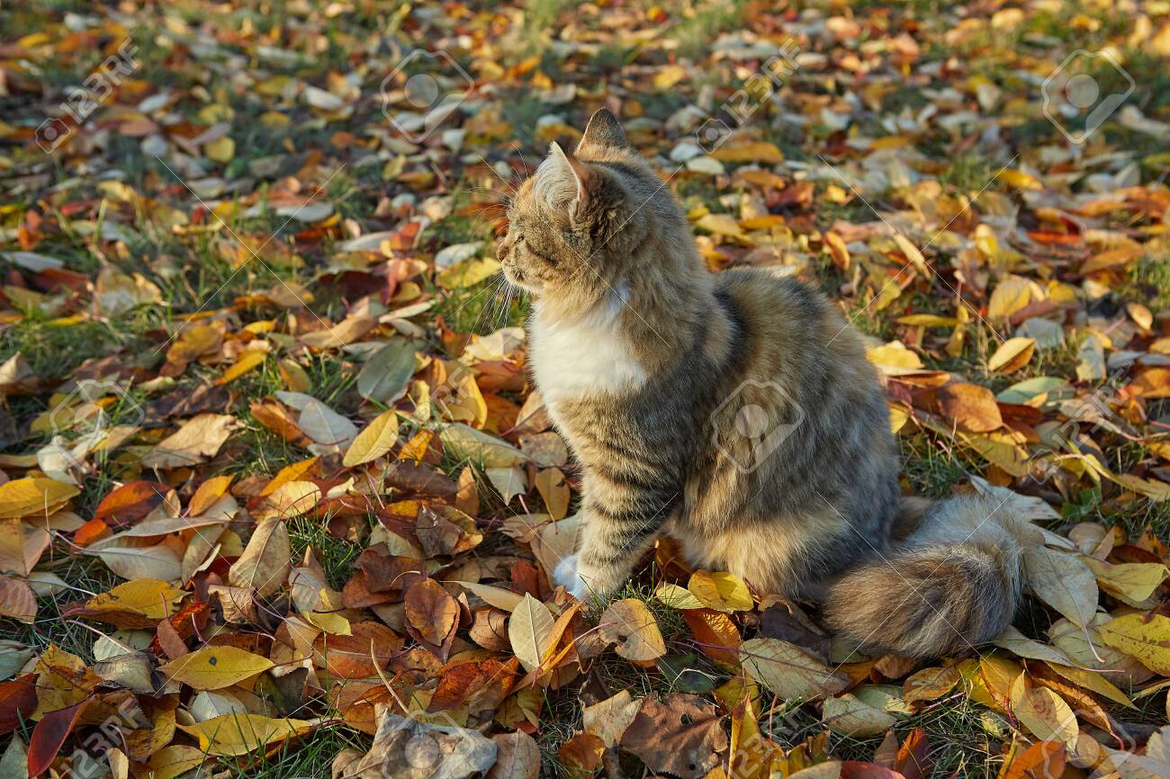 Cat In Autumn Sunny Day Against The Background Of Fallen Leaves Stock Photo Picture And Royalty Free Image Image