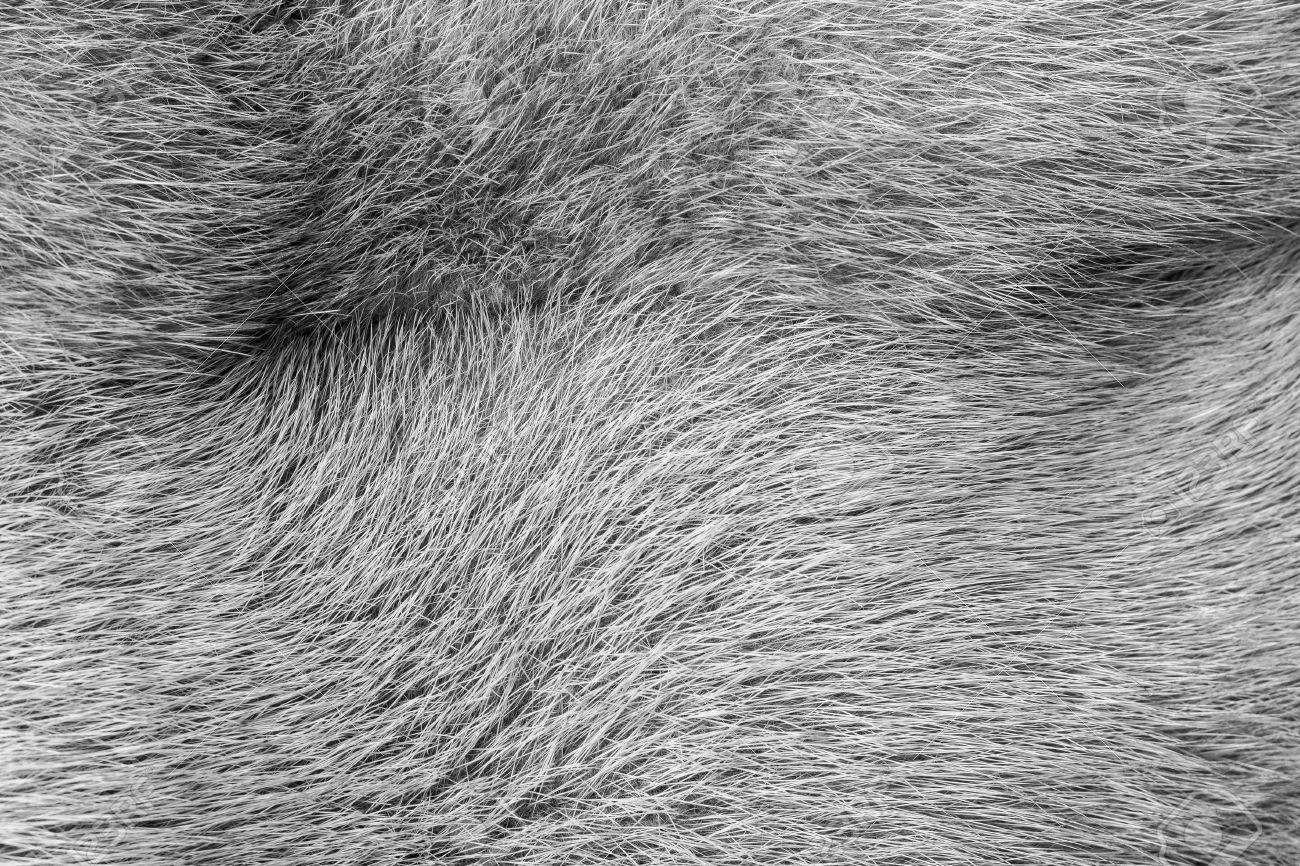 soft and fluffy gray fur for the abstract textured backgrounds stock