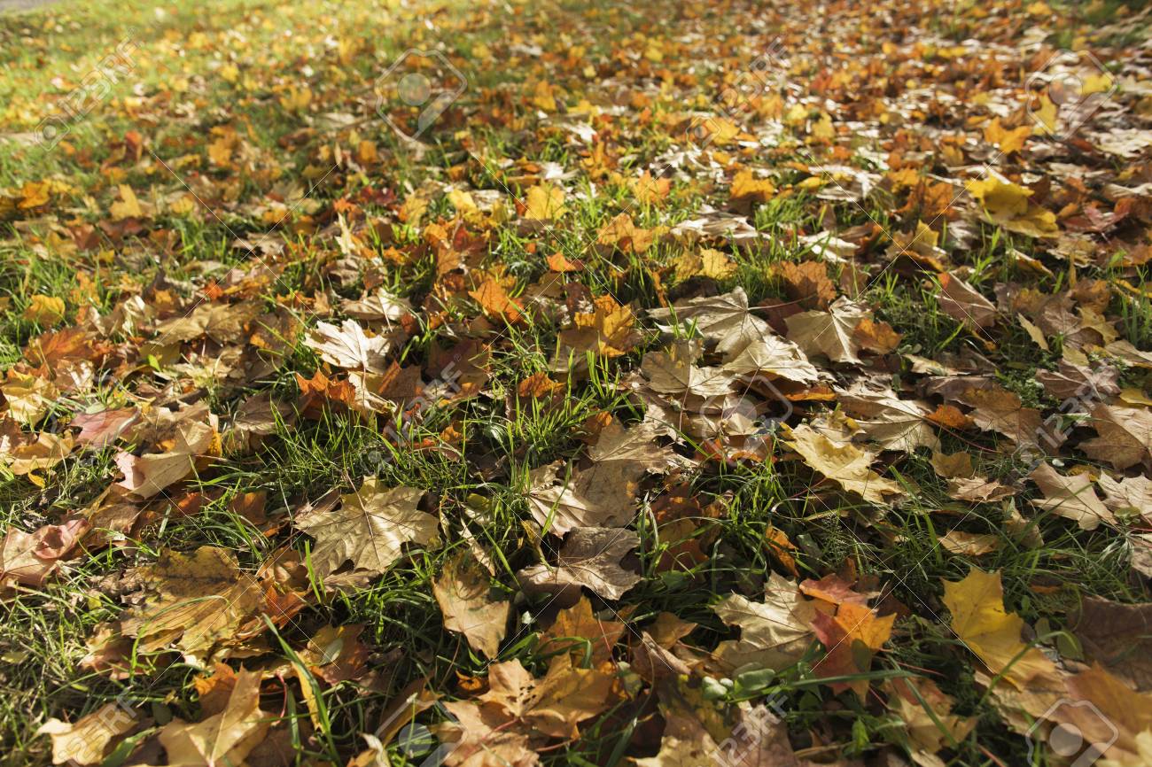 Autumn Lawn With Fallen Leaves From Trees Stock Photo Picture And Royalty Free Image Image