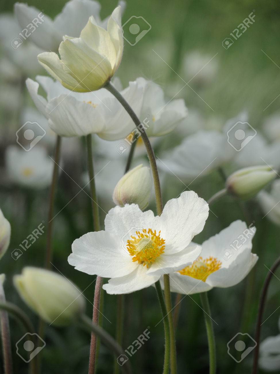 緑の背景の白い春の花 の写真素材 画像素材 Image