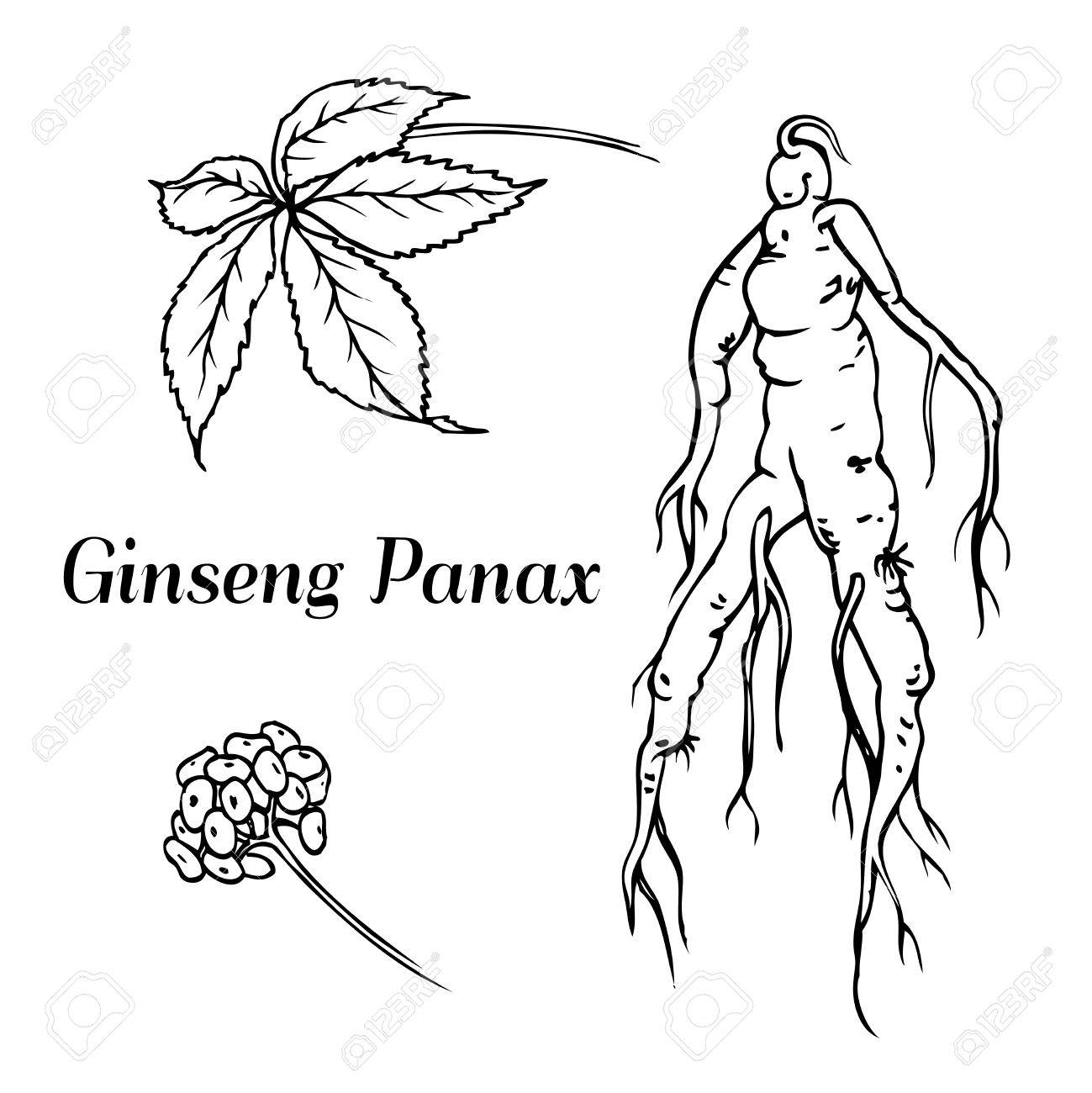 根と葉の朝鮮人参 ベクトル黒と白の薬用植物のヴィンテージのイラストを彫刻します 生物学的添加物です 健康的なライフ スタイル のイラスト素材 ベクタ Image 根と葉の朝鮮人参 ベクトル黒と白の薬用植物のヴィンテージのイラストを彫刻します 生物学的添加物です 健康的なライフ スタイル のイラスト素材 ベクタ Image