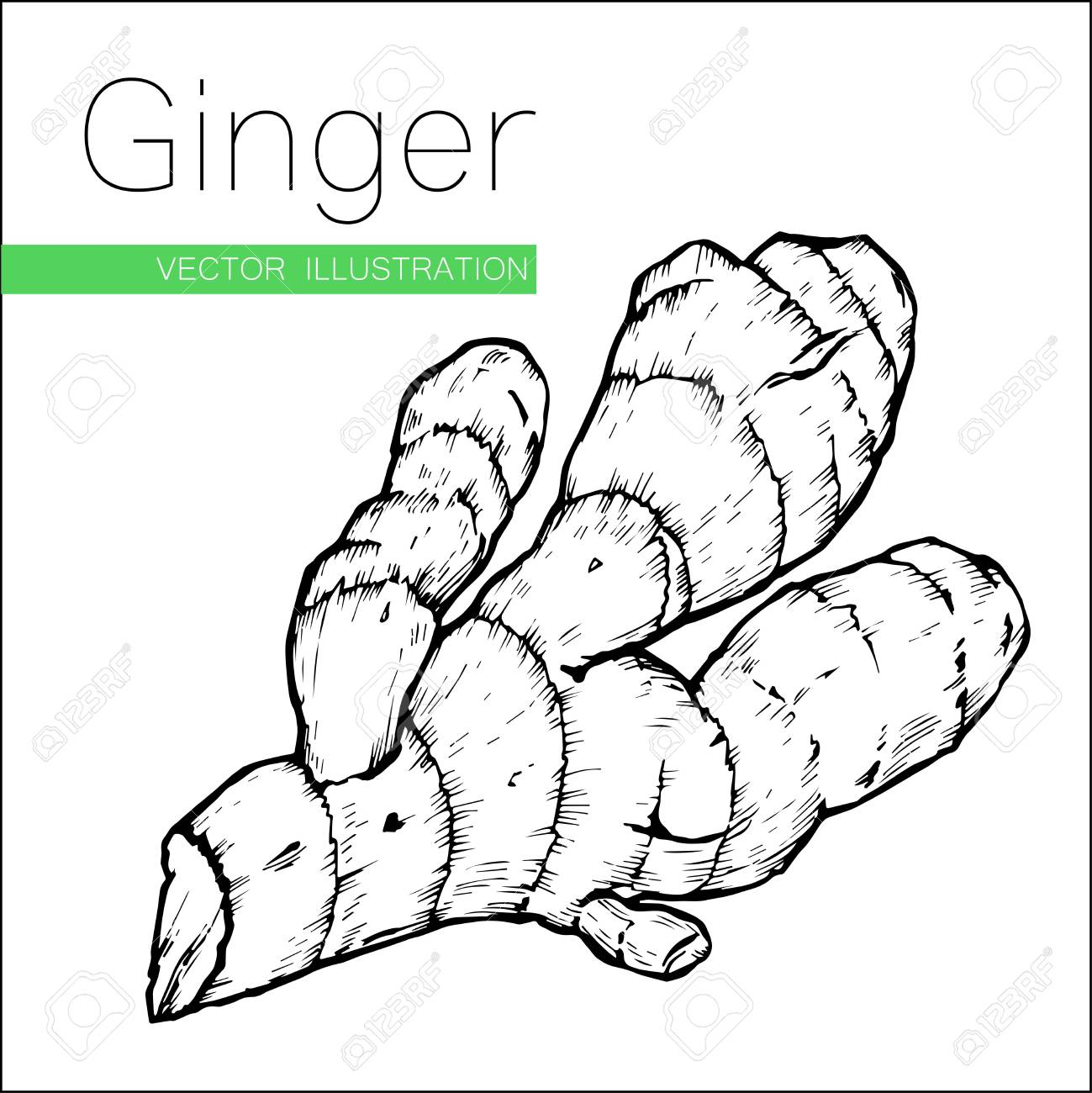 描かれたスケッチ ジンジャー ルート工場ベクトル イラスト白い背景で隔離の手します スパイシーなハーブ 調理食品の成分生姜落書きデザイン スパイス ハーブ スーパー フード のイラスト素材 ベクタ Image