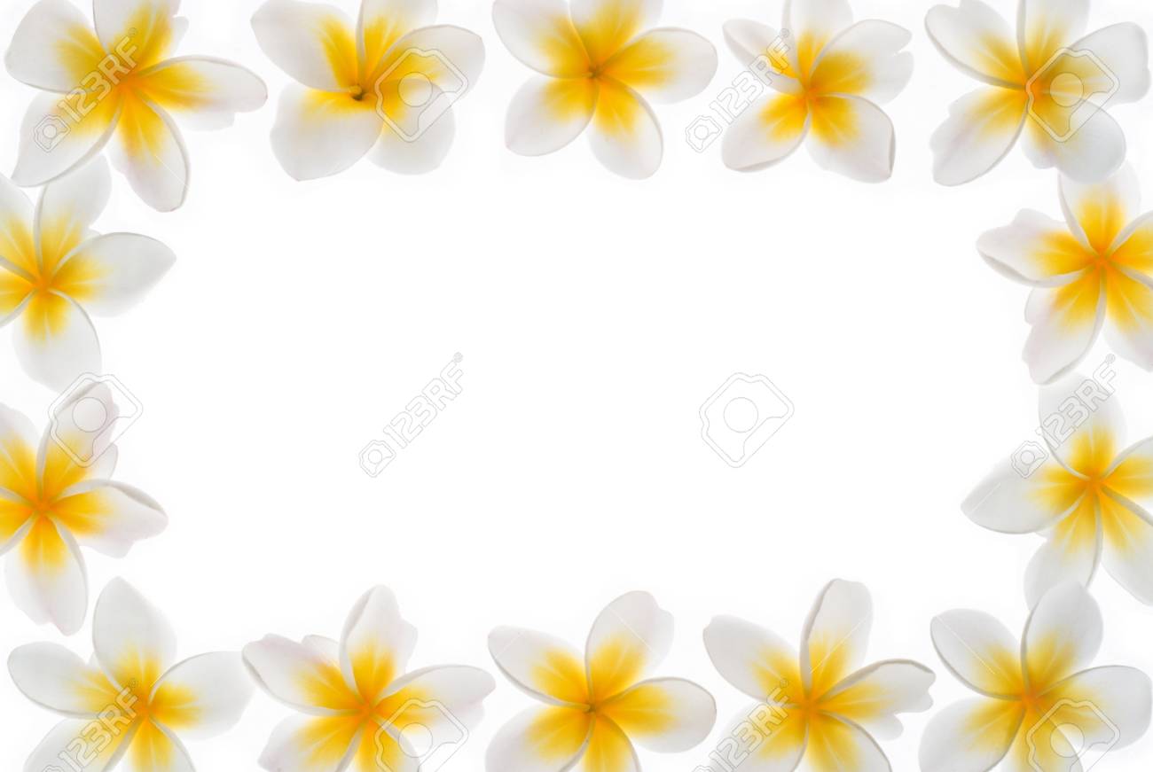 プルメリア フレーム の写真素材 画像素材 Image