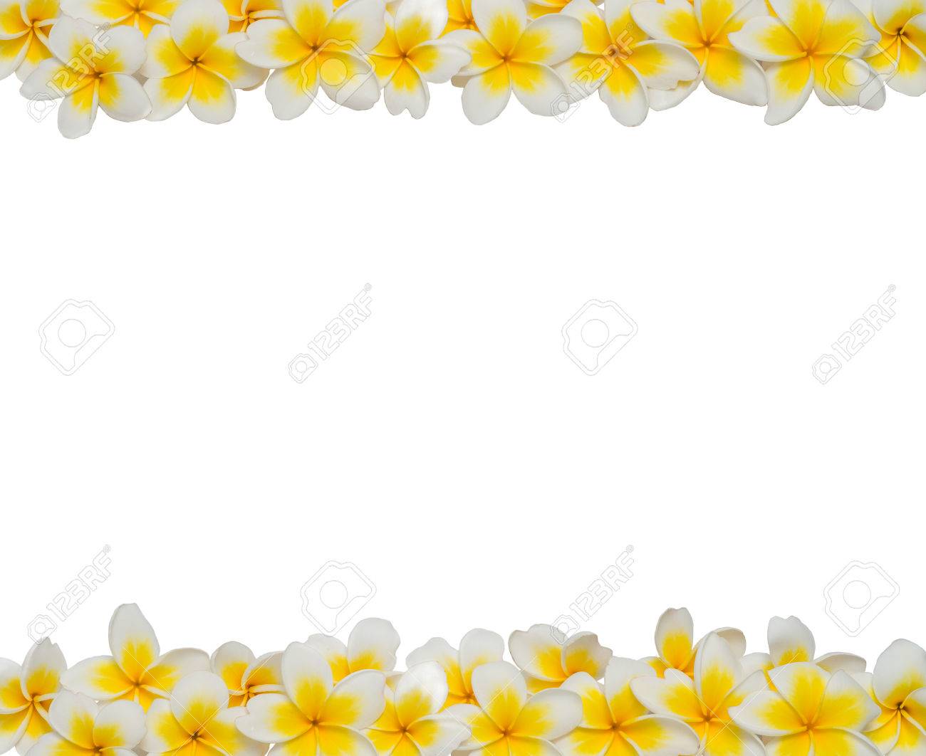 プルメリア フレーム上部と下部 の写真素材 画像素材 Image