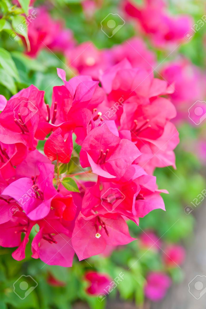 paper flower bougainvillea glabra stock photo picture and royalty paper flower bougainvillea