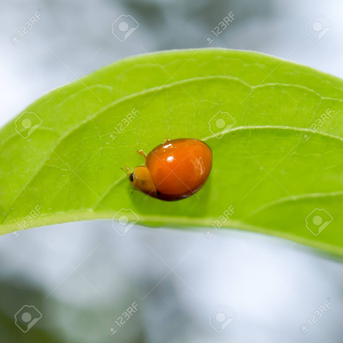 緑の葉にぶら下がっているオレンジ色のてんとう虫を閉じるの写真