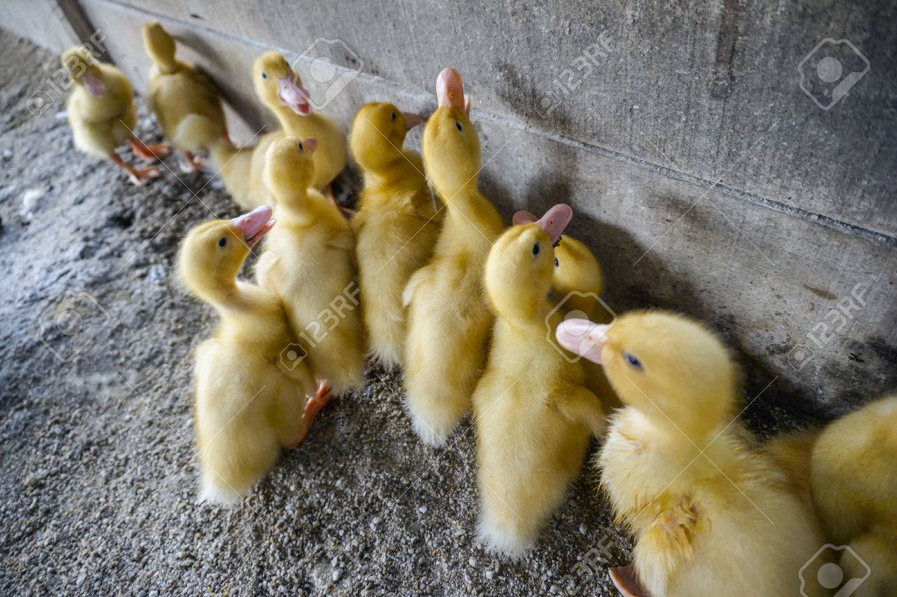 食糧のためのかわいい赤ちゃんアヒル Ilooking の写真素材 画像素材 Image