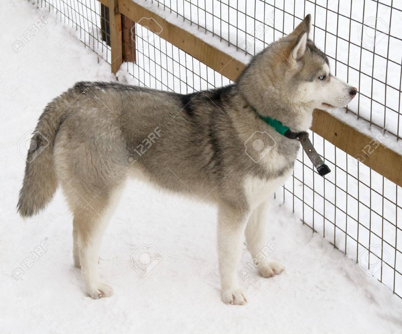 シベリアン ハスキー犬の品種は 雪の上 の写真素材 画像素材 Image シベリアン ハスキー犬の品種は 雪の上 の写真素材 画像素材 Image
