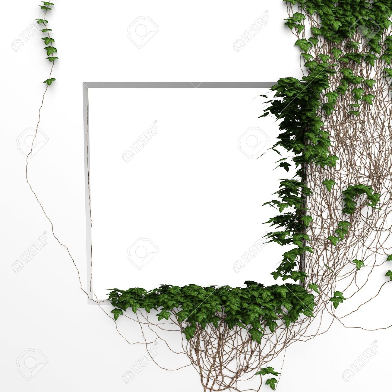 3d Ivy Window White Frame Background Stock Photo Picture And Royalty Free Image Image 14091966
