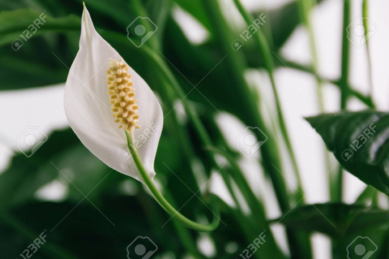 【格安saleスタート】 緑の葉に白い花ユリ スパティフィラム観葉植物の写真素材・画像 盆栽