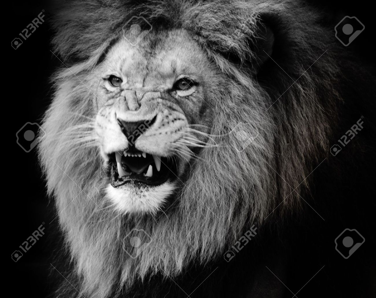 Stock photo wild lion portrait in black and white