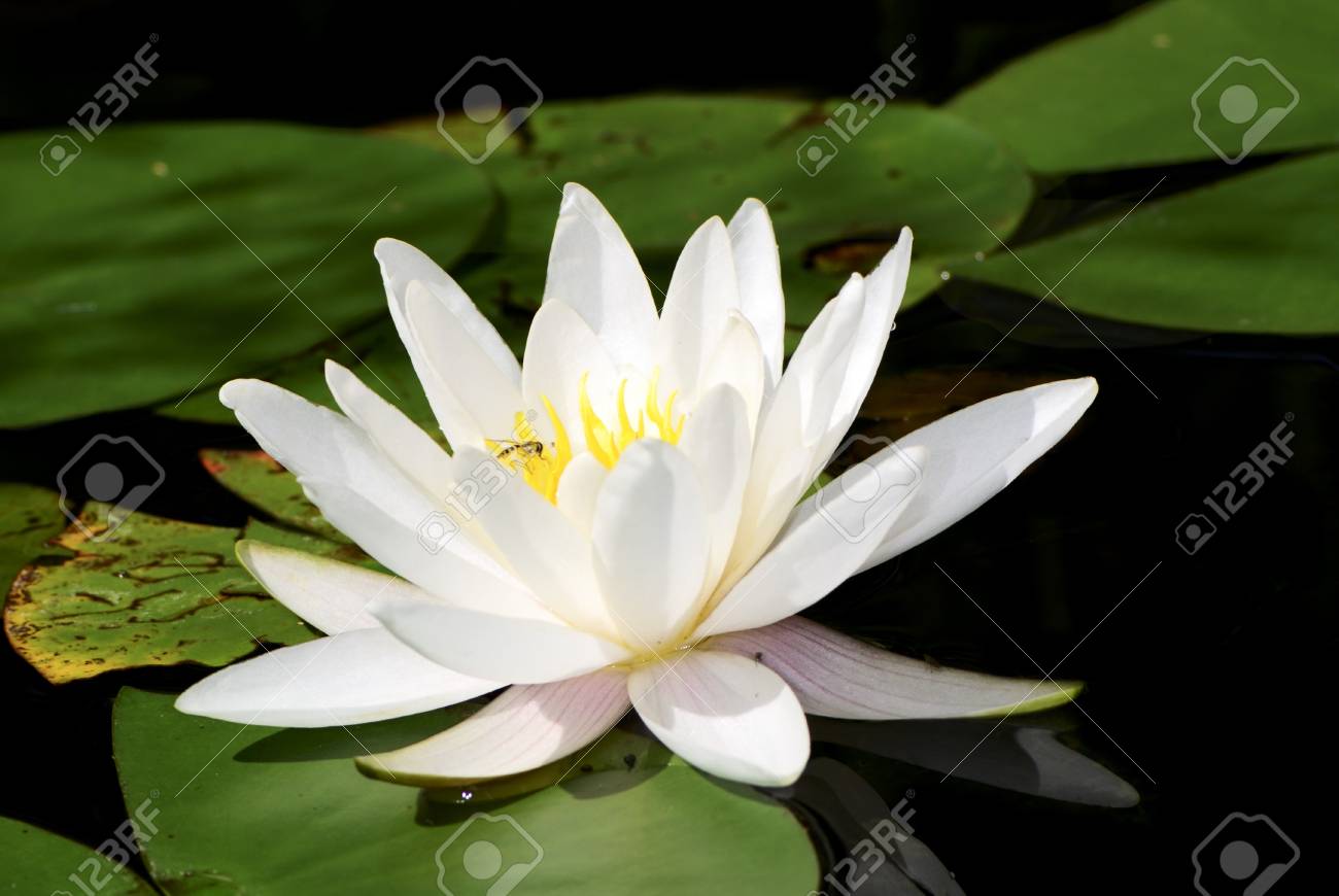 Stream live cnn, fox news radio, and msnbc. Lotusblüte - Weiss Lotusblute Im Teich Lizenzfreie Fotos Bilder Und Stock Fotografie Image 16520701