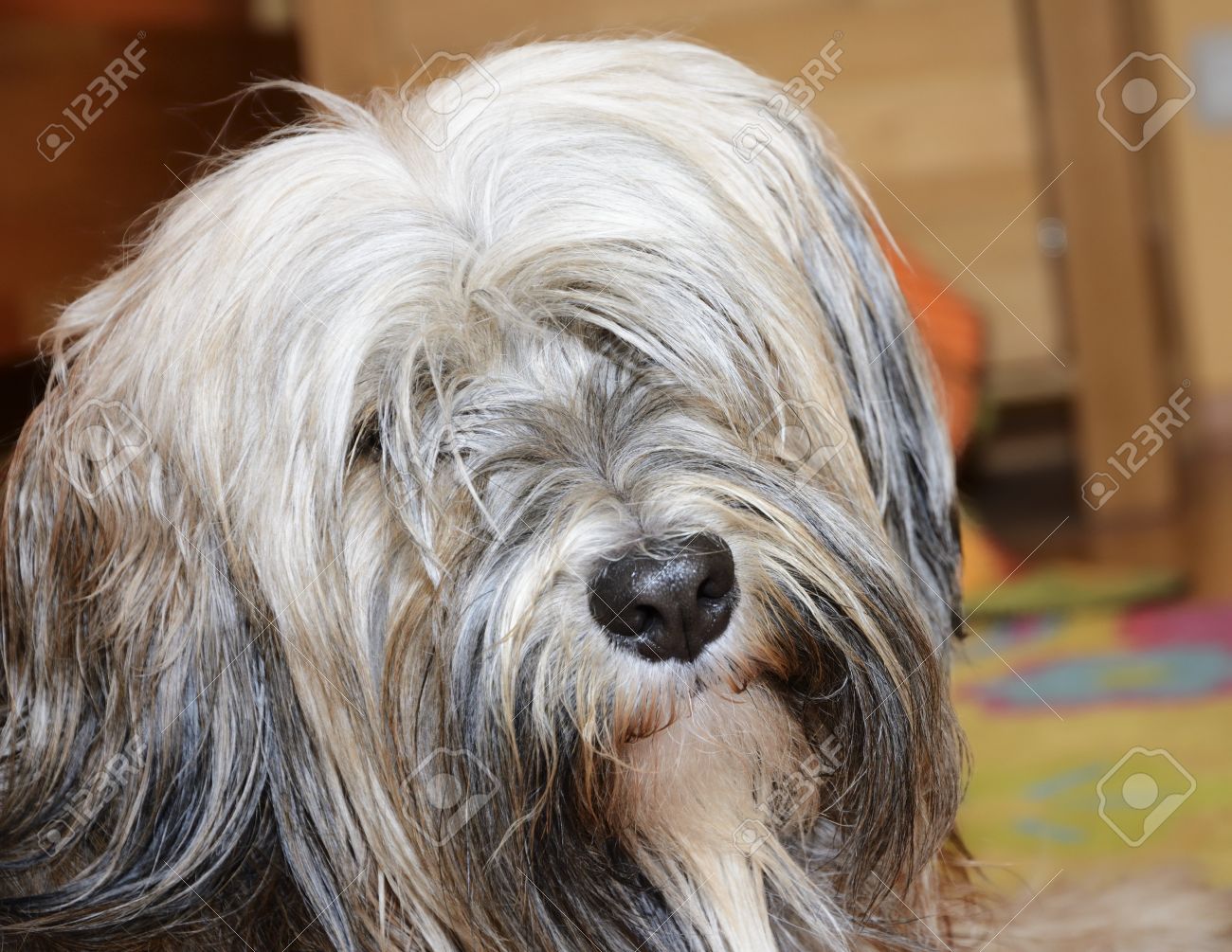 Long Haired Brown Tibetan Terrier Dog Stock Photo Picture And
