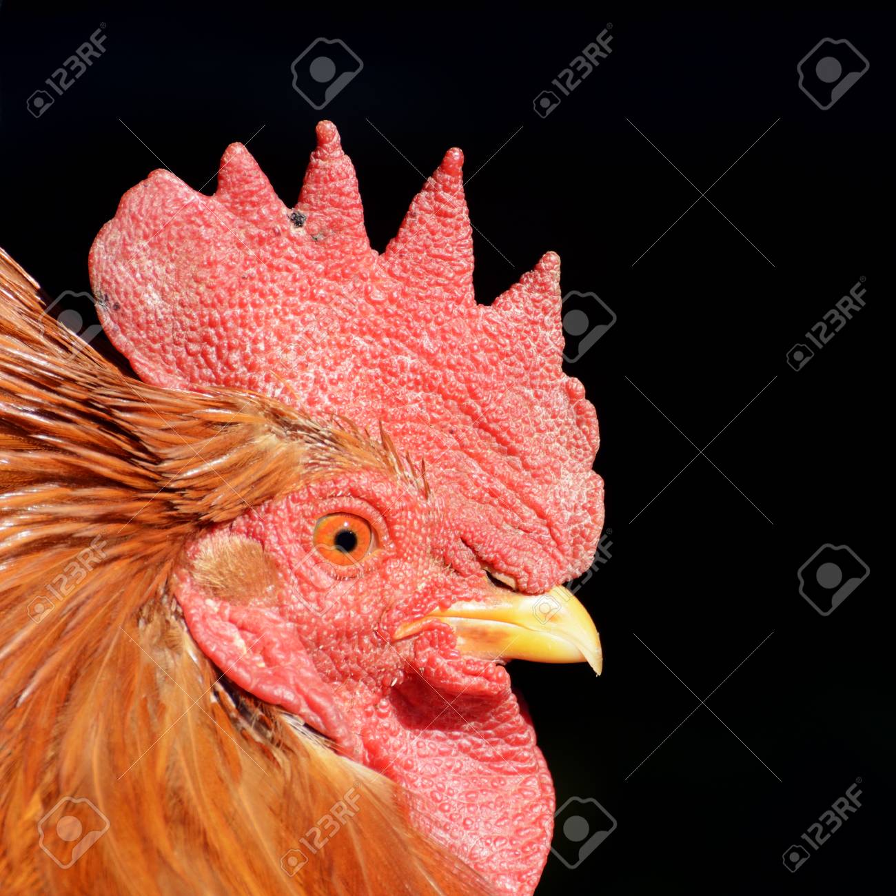 Bald schwarze Lesben