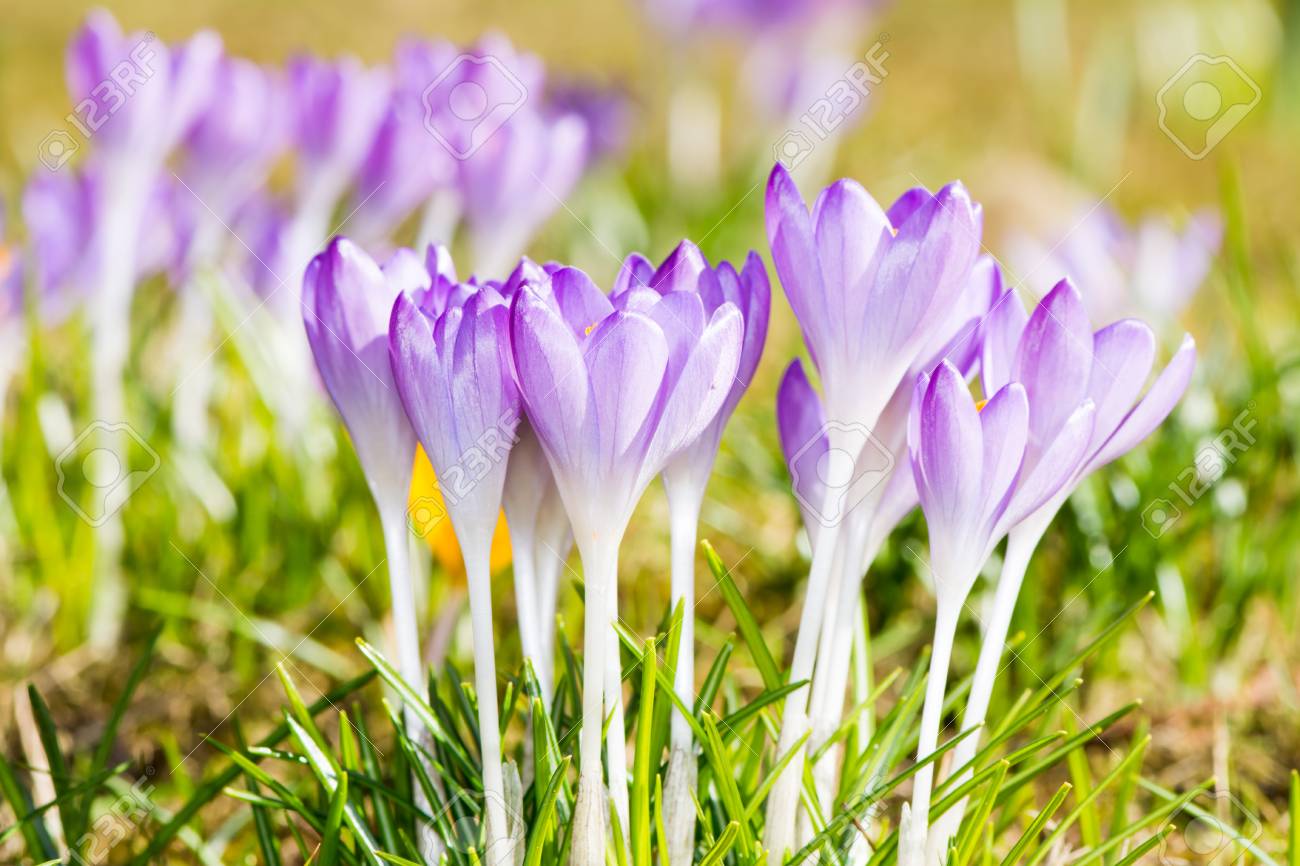 草の紫のクロッカスの花のグループ の写真素材 画像素材 Image