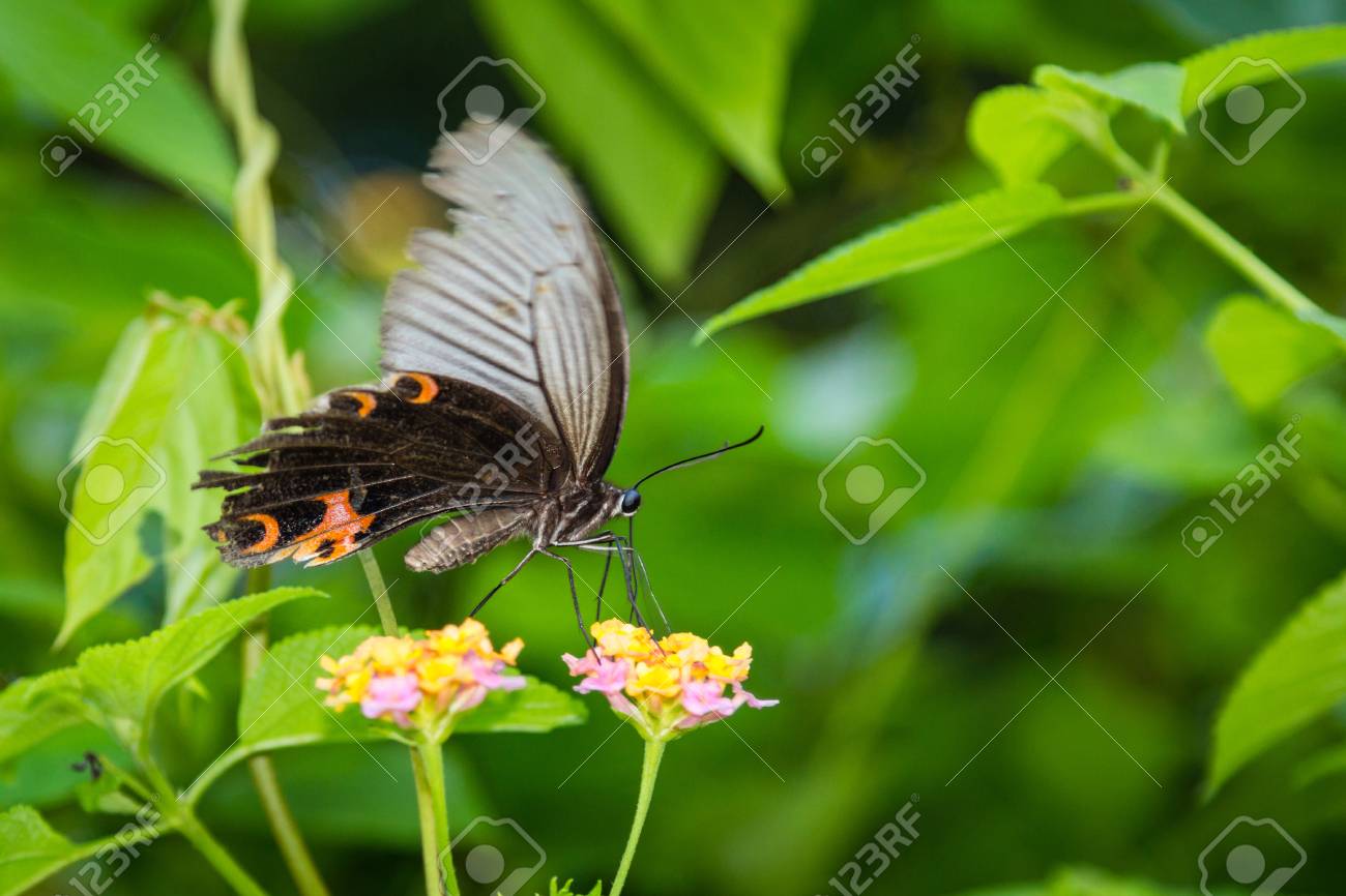 花のように美しい大型の蝶 の写真素材 画像素材 Image