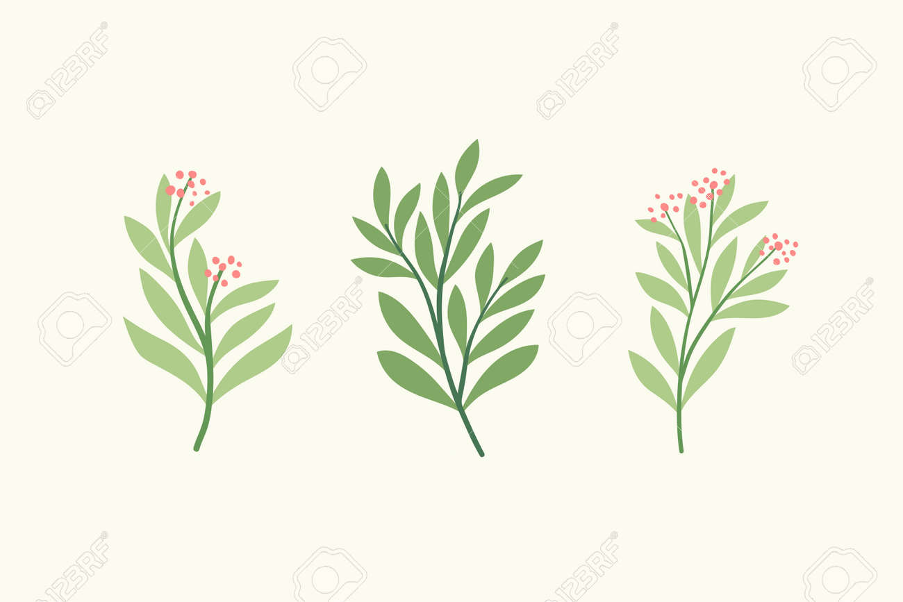 Set of vector floral elements. Hand drawn leaves isolated. Botanical illustration for decoration, print design. - 168265023 Set of vector floral elements. Hand drawn leaves isolated. Botanical illustration for decoration, print design. - 168265023
