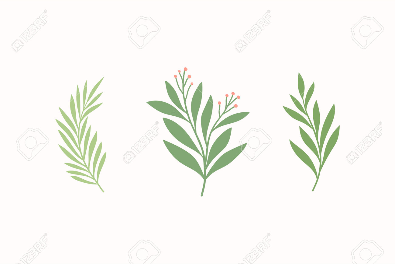 Set of vector floral elements. Hand drawn leaves isolated. Botanical illustration for decoration, print design. - 168265260 Set of vector floral elements. Hand drawn leaves isolated. Botanical illustration for decoration, print design. - 168265260