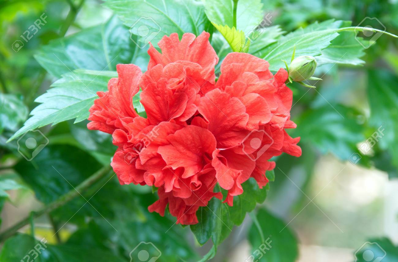 赤いハイビスカスの花 南国の花 の写真素材 画像素材 Image