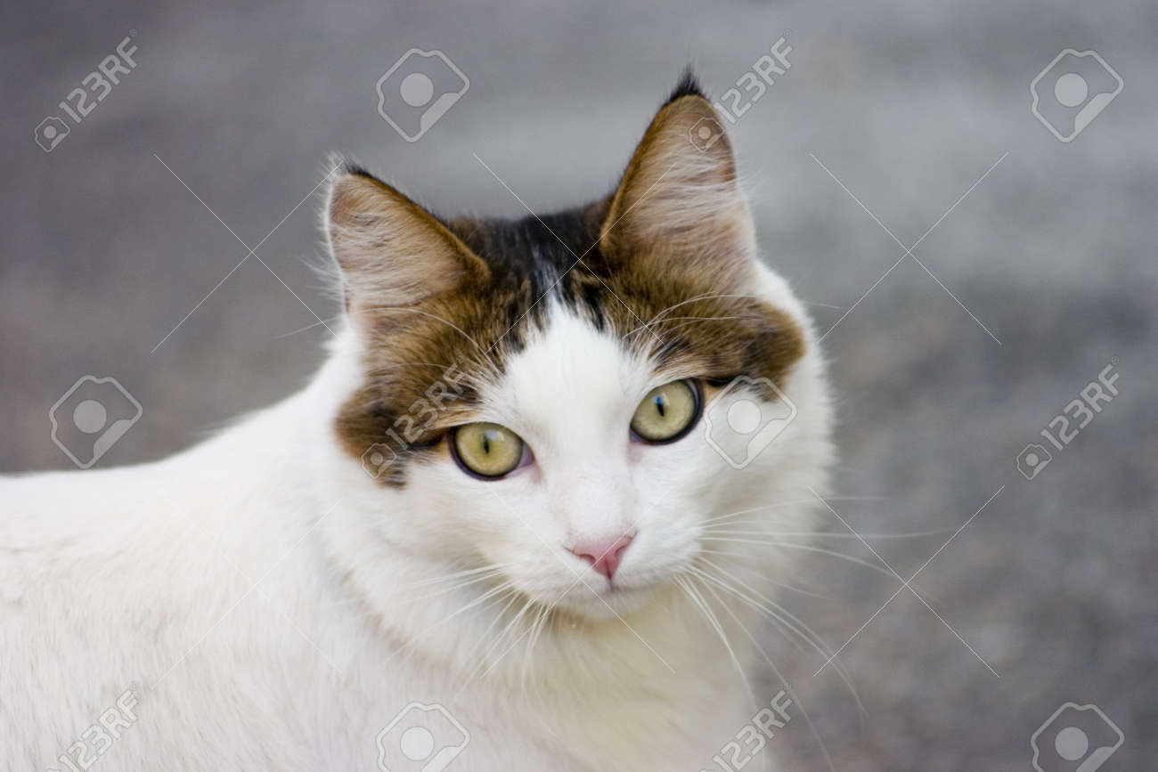 Hermoso Gato De Pelo Largo De Color Blanco Con Máscara Marrón Alrededor De Las Orejas Los Ojos Verdes Y Grandes
