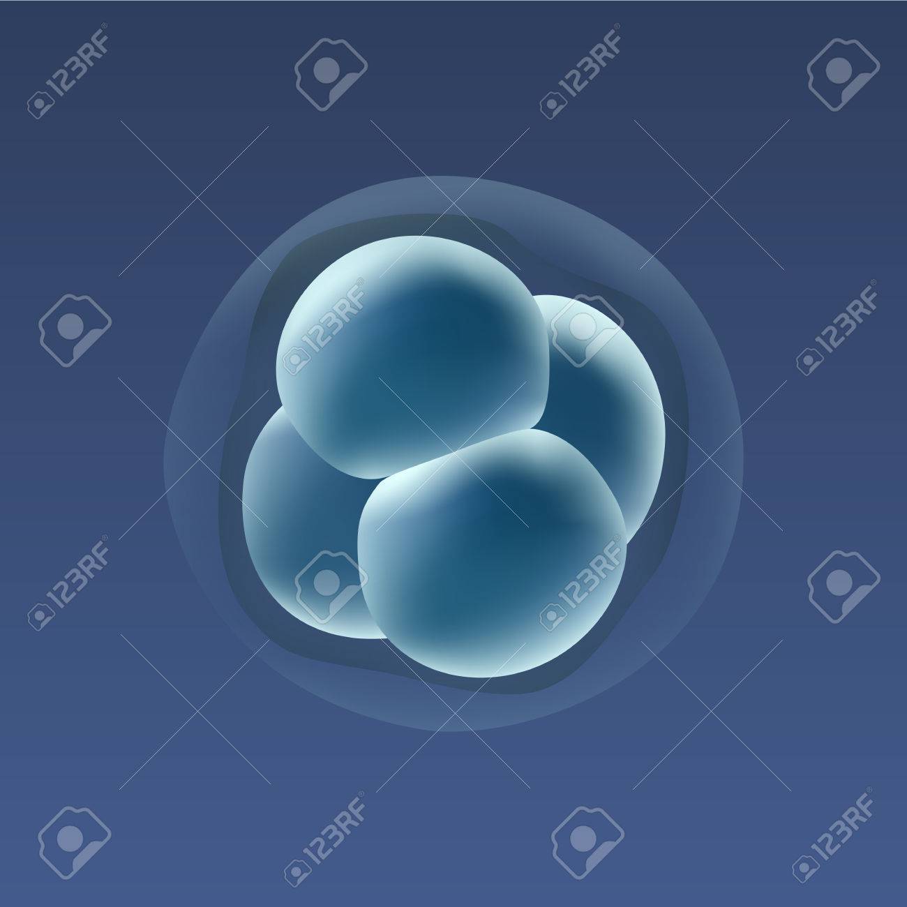 in vitro fertilization ivf embrio development 4 stage cell