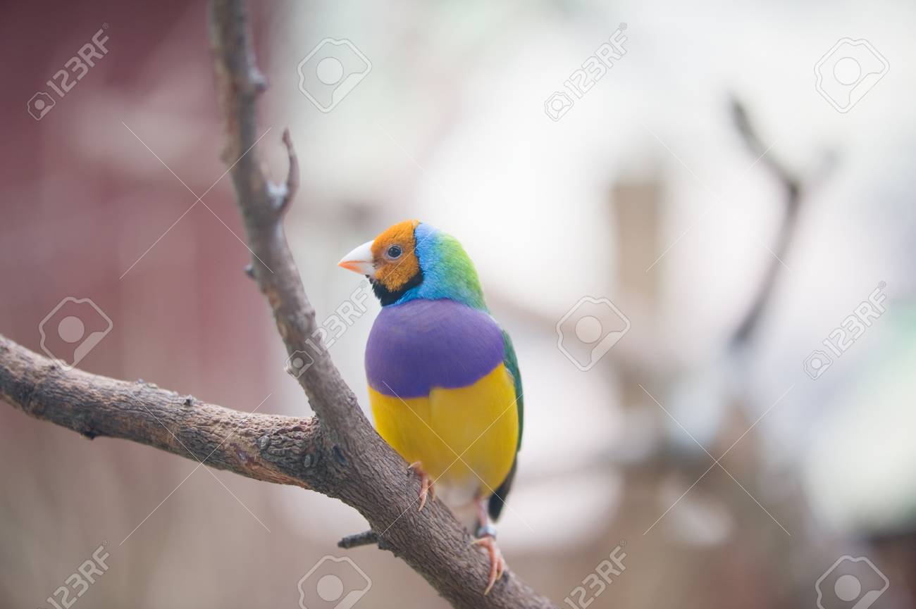FINCH SCARICA