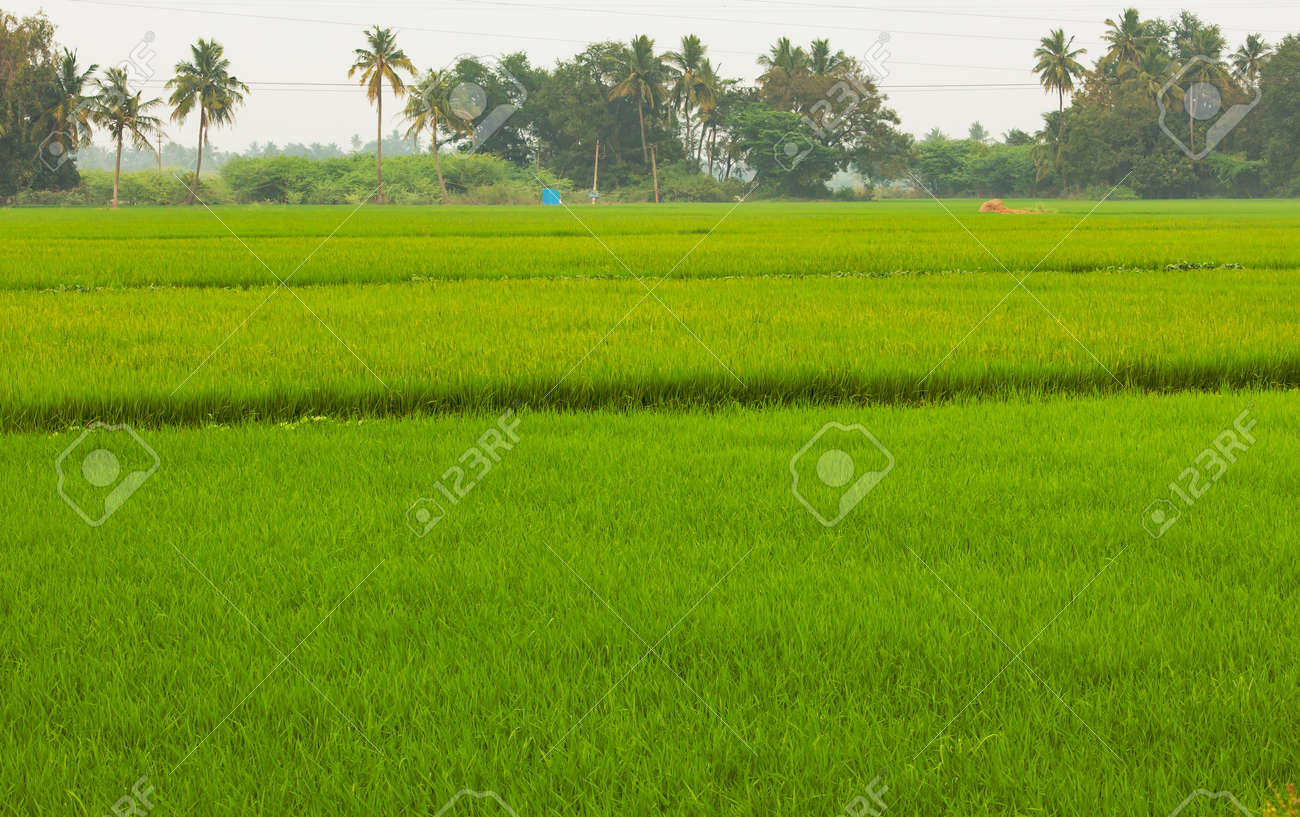 Beautiful view of vast rice fields in rural area, Tamil Nadu, India. View of paddy fields. Selective focus - 164966657 Beautiful view of vast rice fields in rural area, Tamil Nadu, India. View of paddy fields. Selective focus - 164966657