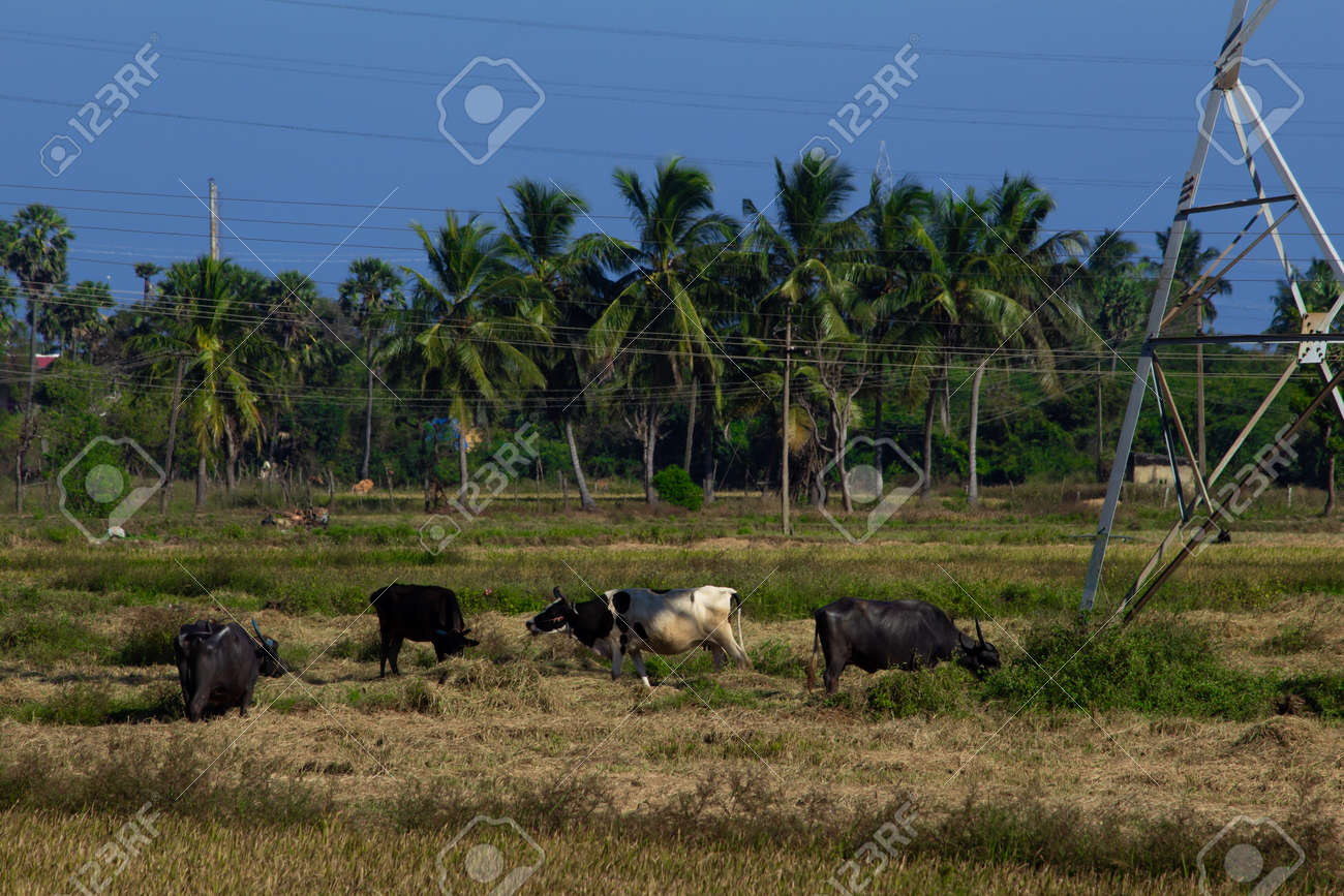 Herd of buffalo and cows grazing on a harvested paddy field. Selective focus - 165419581 Herd of buffalo and cows grazing on a harvested paddy field. Selective focus - 165419581