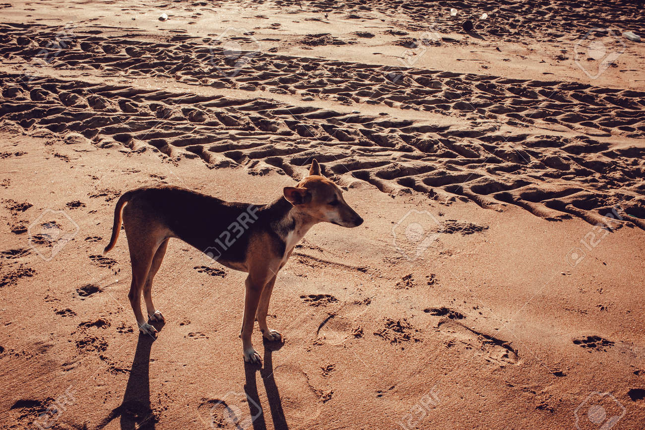 Street dog walking along beach sand of Mahabalipuram Beach. Dog in the sands - 166503884 Street dog walking along beach sand of Mahabalipuram Beach. Dog in the sands - 166503884