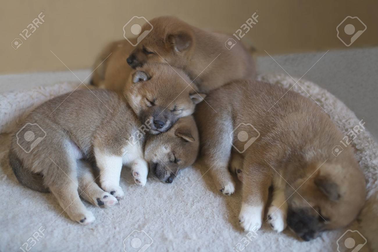 Bebes Shiba Inu Banque D Images Et Photos Libres De Droits Image Bebes Shiba Inu Banque D Images Et Photos Libres De Droits Image