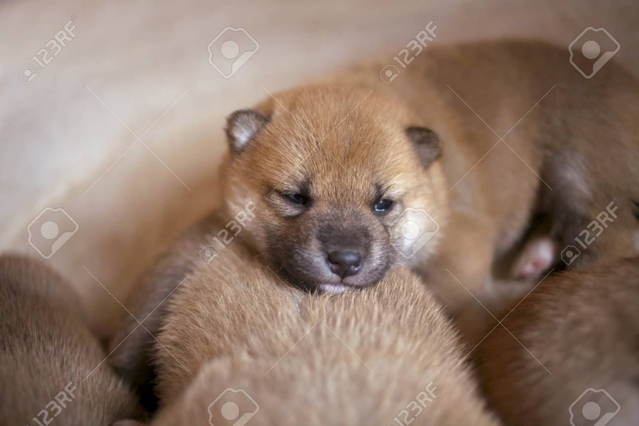 Bebes Shiba Inu Banque D Images Et Photos Libres De Droits Image Bebes Shiba Inu Banque D Images Et Photos Libres De Droits Image