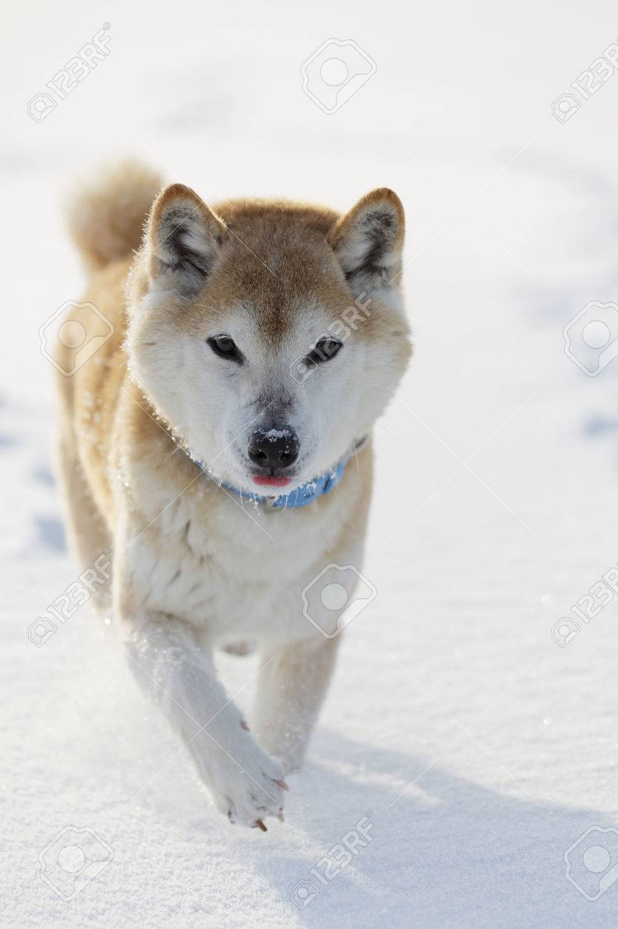 shiba inu in the snow