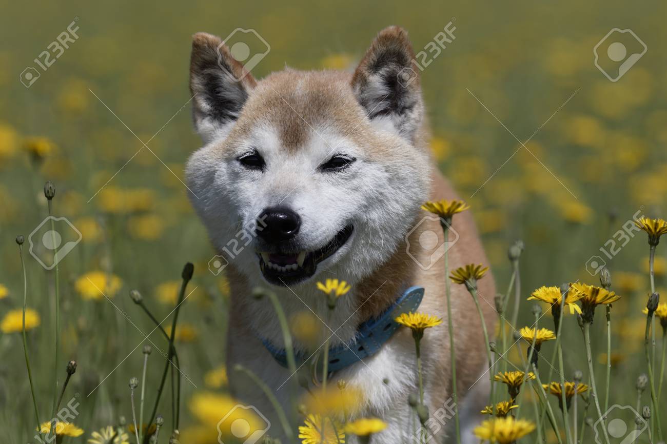 Shiba Inu Playing In The Field