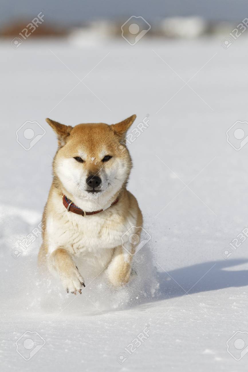 日本芝犬犬を実行します 冬の雪の上 の写真素材 画像素材 Image