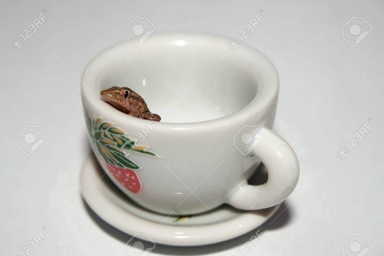 lizard cups