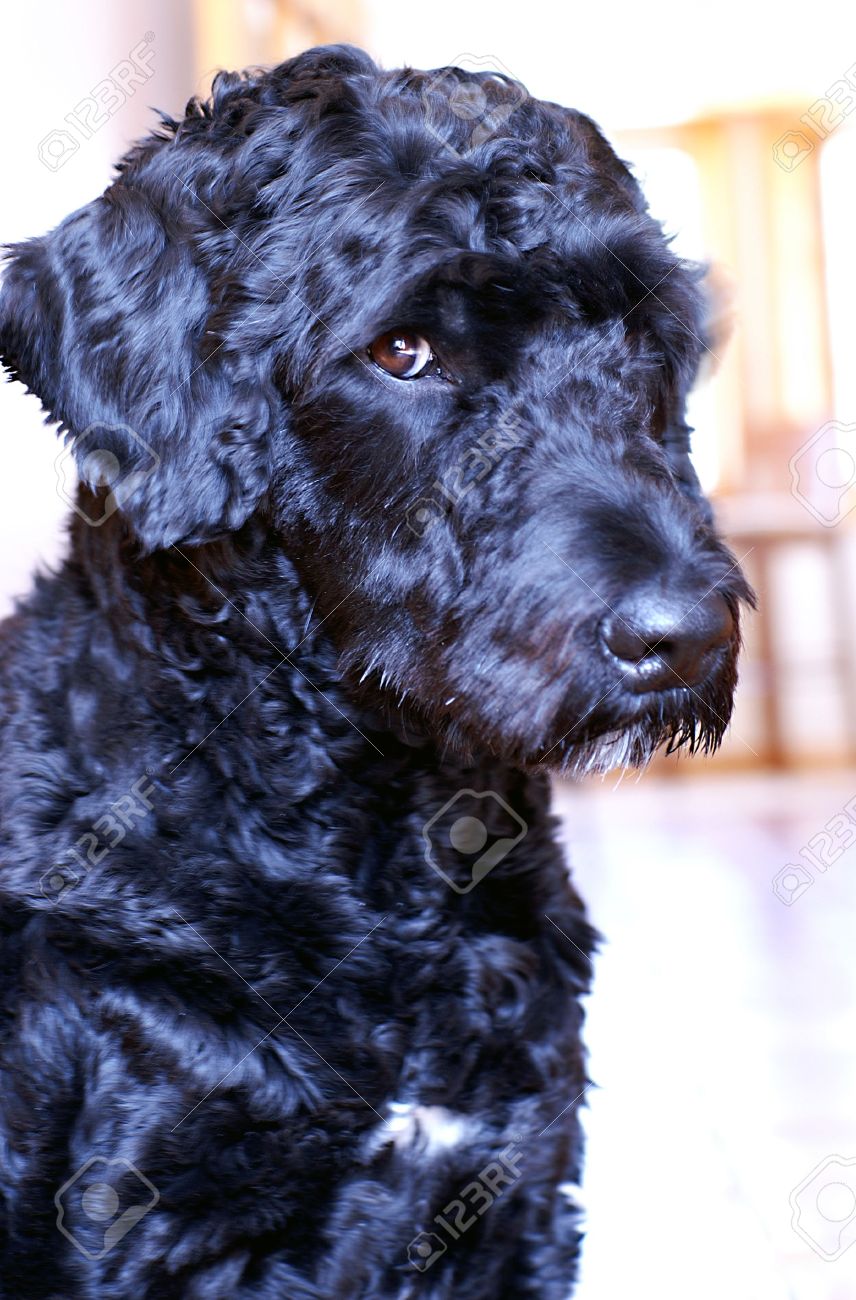 Portuguese Water Dog busted after stealing food off the countertop. - 2753963 Portuguese Water Dog busted after stealing food off the countertop. - 2753963