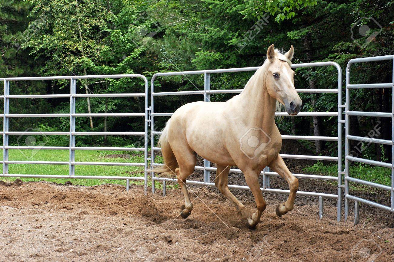 Palomino Kentucky Mountain Horse in the Ring - 5408092 Palomino Kentucky Mountain Horse in the Ring - 5408092