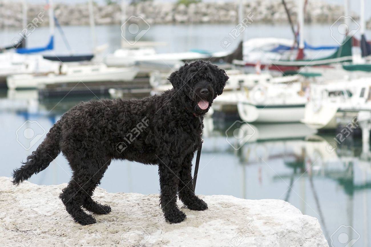 Portuguese Water Dog standing on the rocks by a marina - 7580790 Portuguese Water Dog standing on the rocks by a marina - 7580790