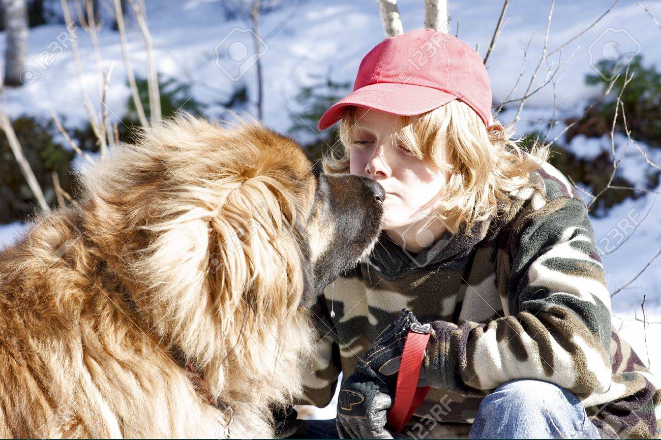 A teenage boy and a Leonberger dog share a touching moment. - 12231682 A teenage boy and a Leonberger dog share a touching moment. - 12231682