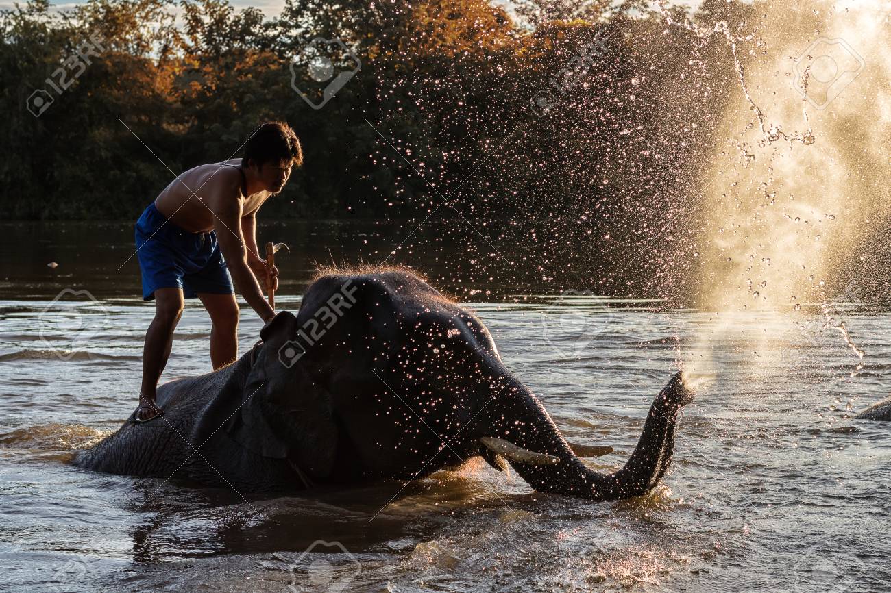 KANCHANABURI,THAILAND - SEPTEMBER 3,2017:The bathing elephants.
At the River Kwai in the evening. In CHANG PUAK CAMP Kanchanaburi, Thailand - 90572811 KANCHANABURI,THAILAND - SEPTEMBER 3,2017:The bathing elephants.
At the River Kwai in the evening. In CHANG PUAK CAMP Kanchanaburi, Thailand - 90572811