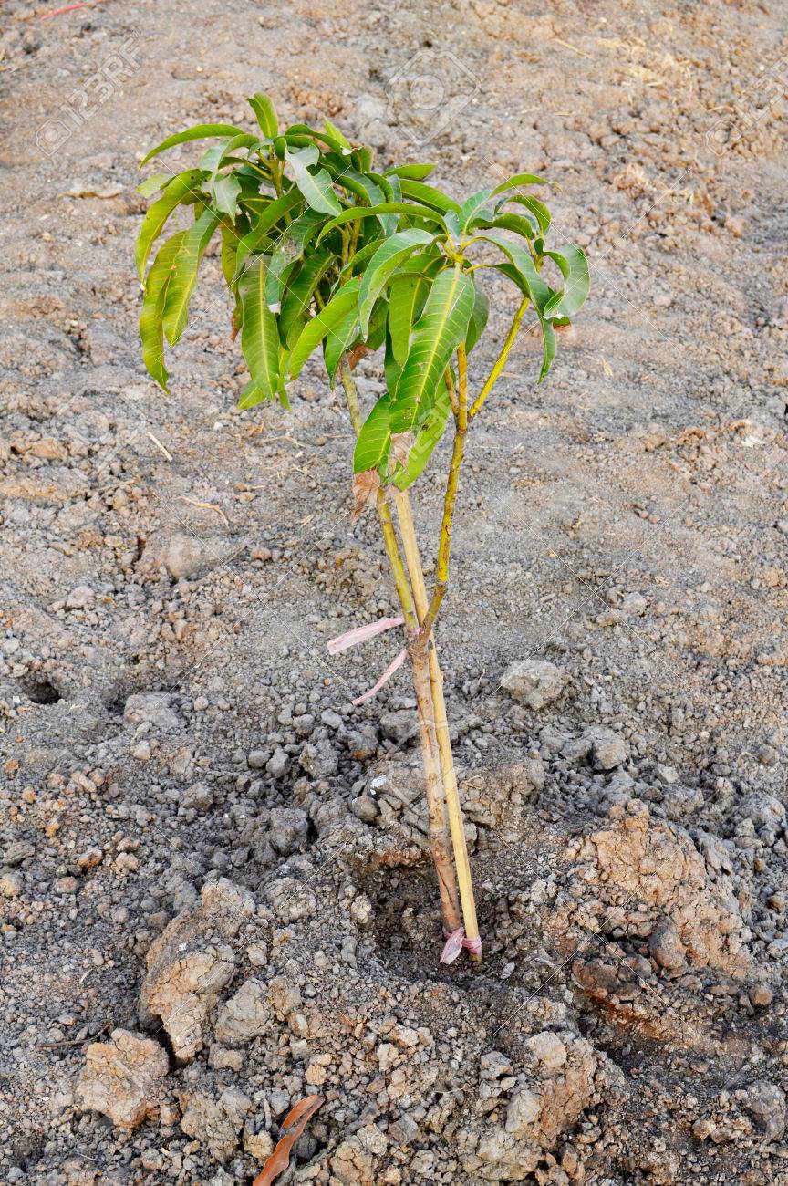 small mango tree stock